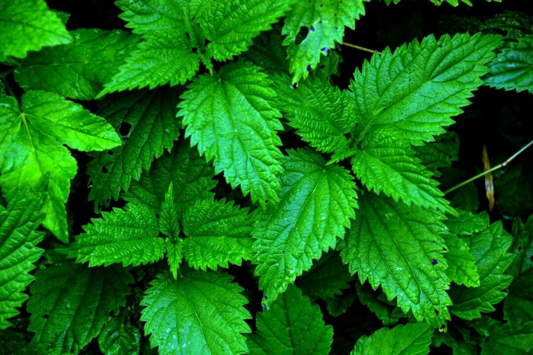 nettles to increase potency