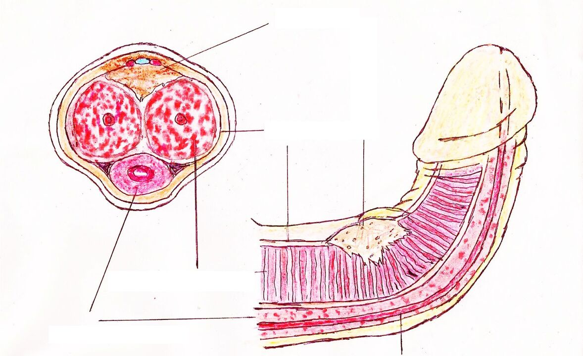 penis structure